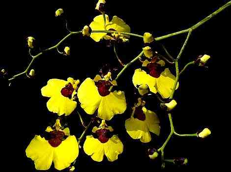 Oncidium varicosum rogersii